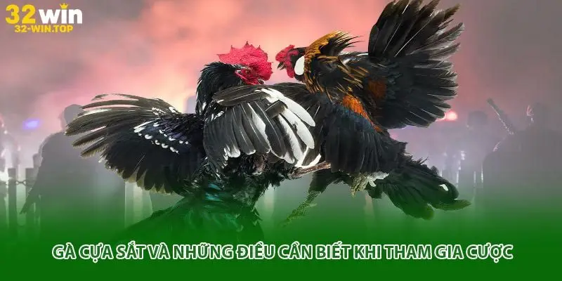 Gà cựa sắt