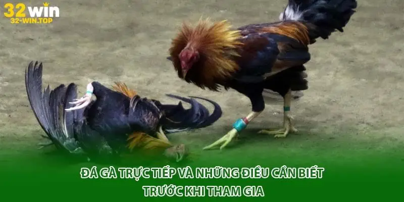Đá gà trực tiếp và những điều cần biết trước khi tham gia